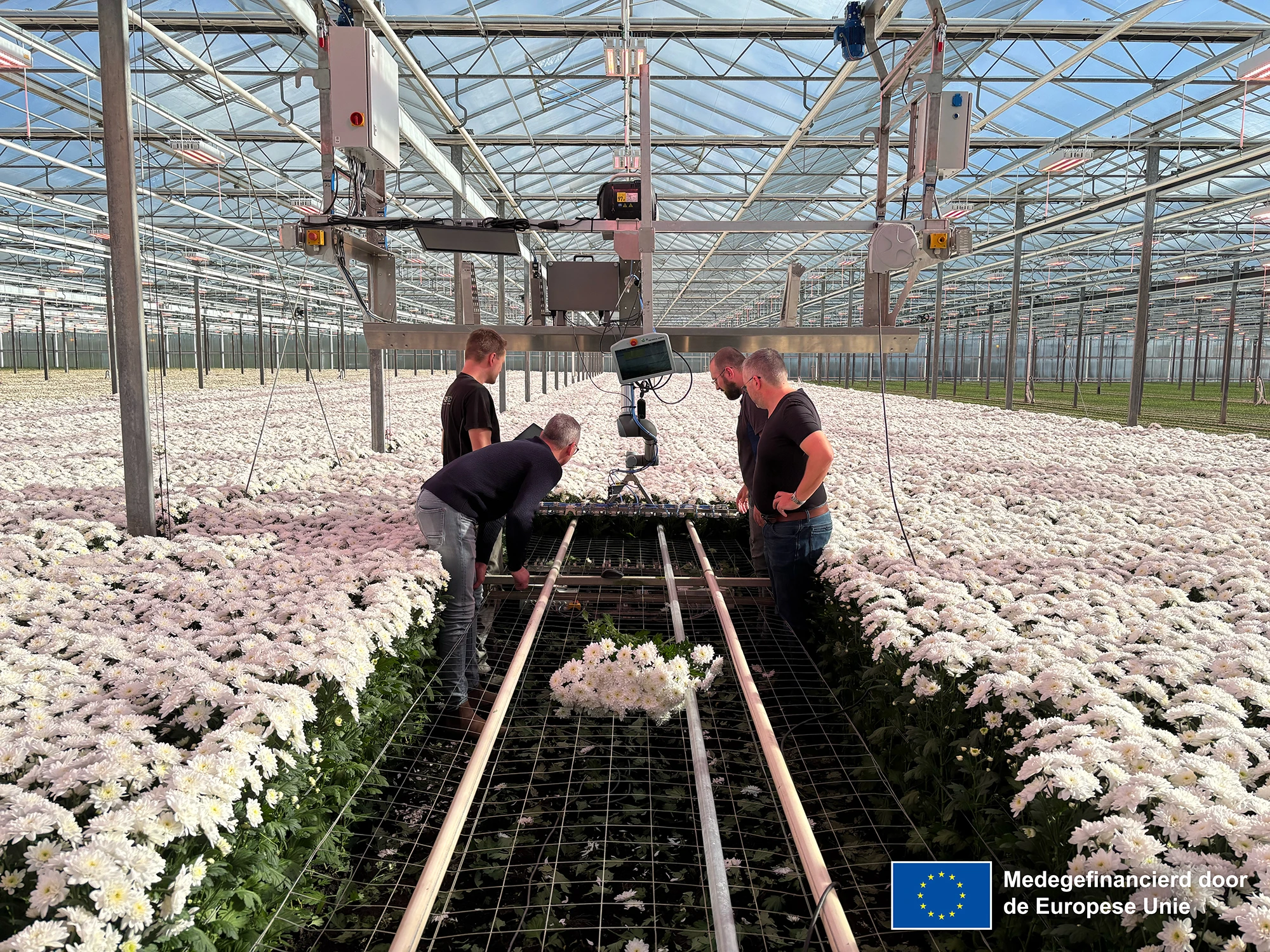 HVC — Crisantemo «Harvester»